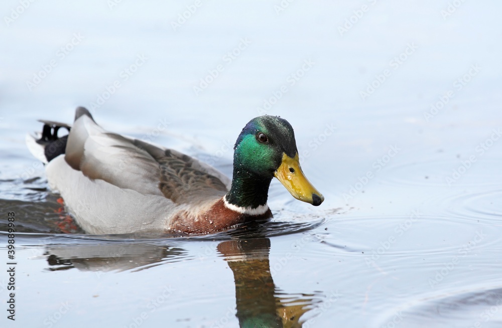 Fototapeta premium nage