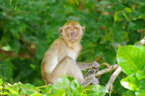 monkey