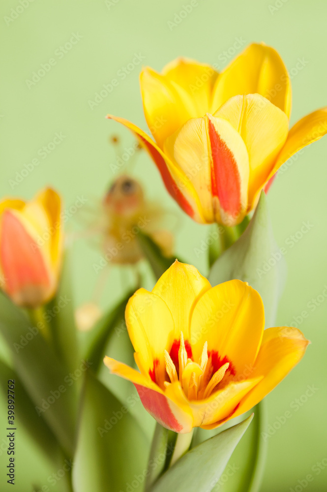 It is red yellow tulips, a close up