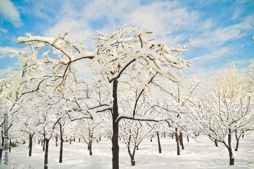 snow and tree