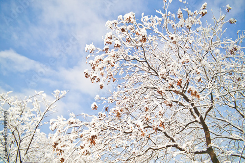 snow and tree