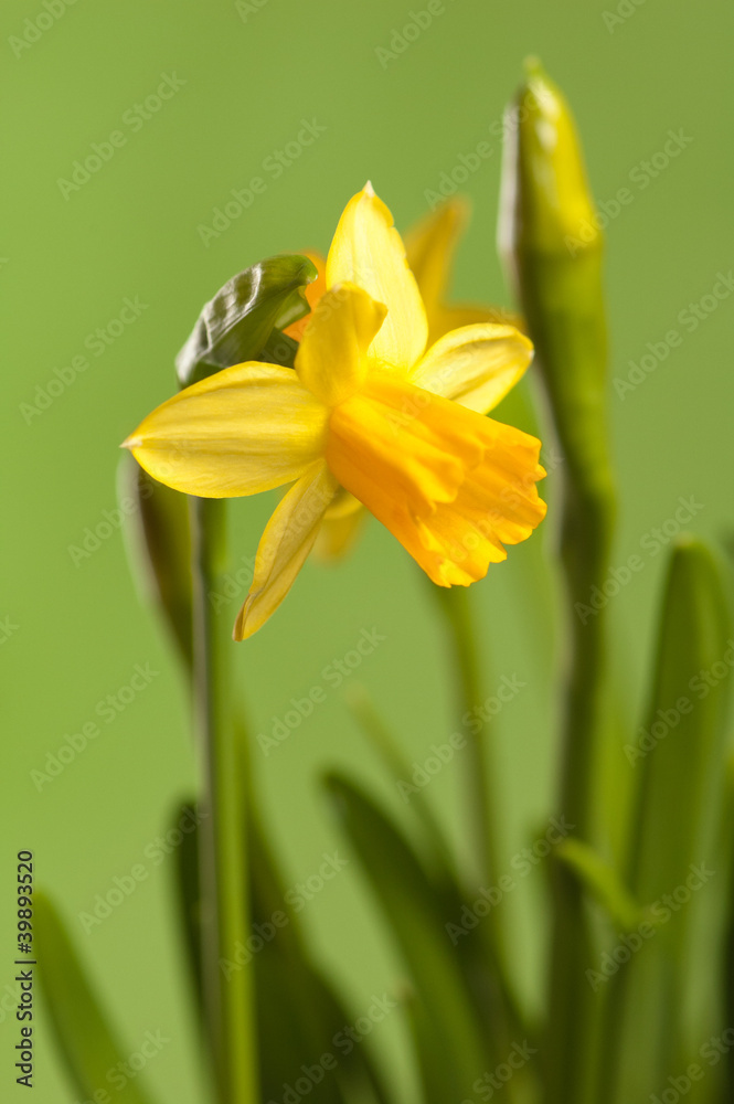 Narcissuses on a green background, a close up Narcissuses on a green background, a close up