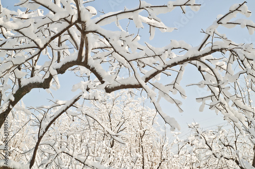 snow and tree