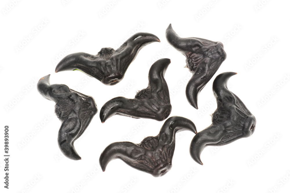 Fotografia Black Colored Water Caltrop