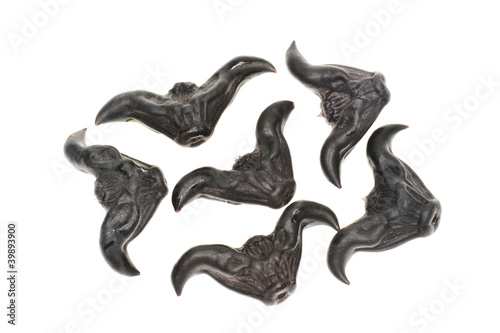 Black Colored Water Caltrop photo