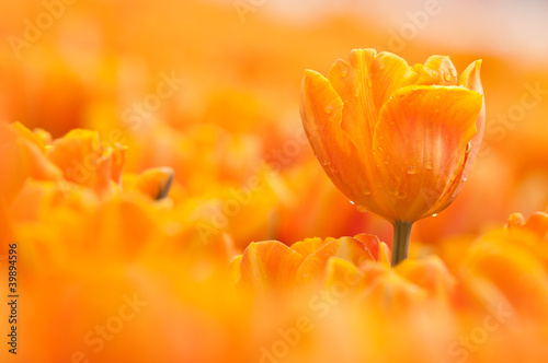 Photo orange tulip