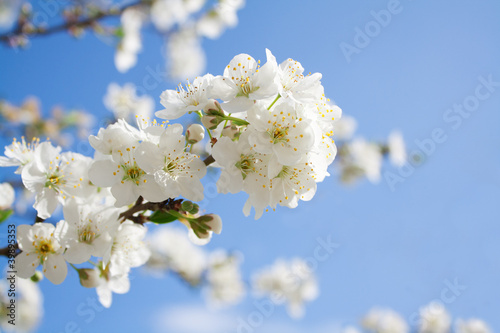 Bunches of plum blossom