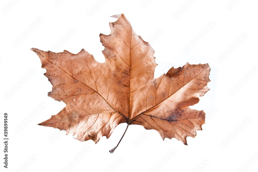 Brown leaf isolated Brown leaf isolated