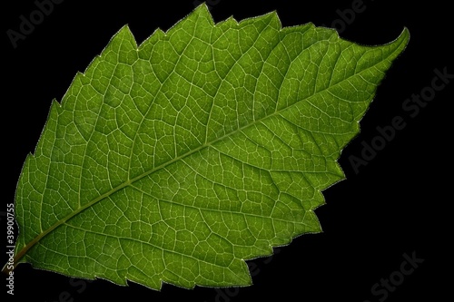 Obraz na płótnie Leaf structure
