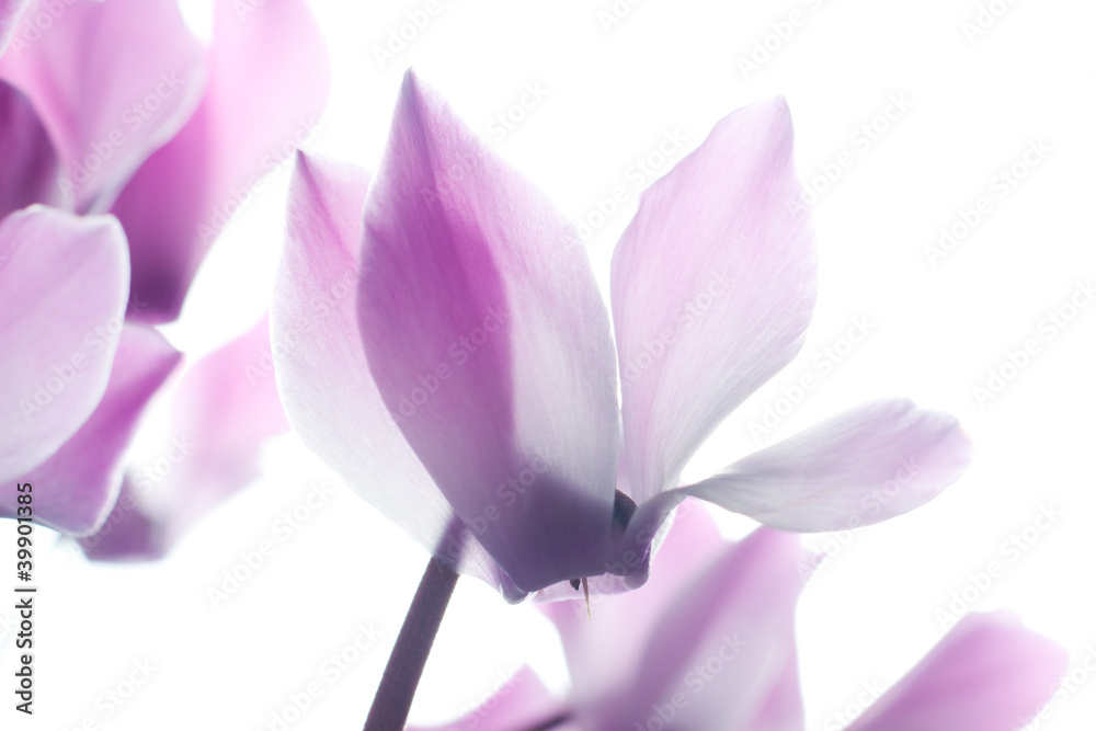 Fototapeta premium Pink cyclamen flower