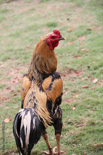 A Beautiful Cockfight.