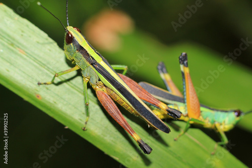 grasshopper on a leaf