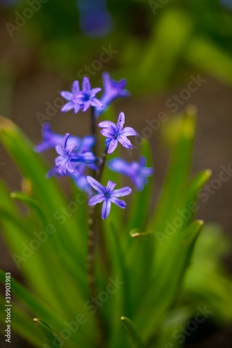Flower photo