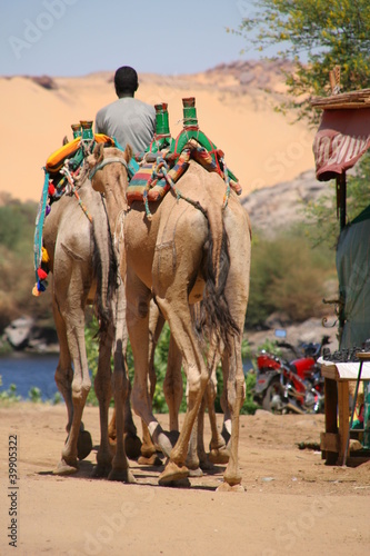 chameau , Egypte 3