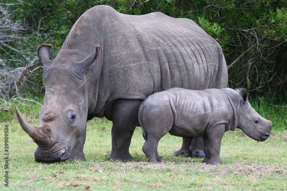 Obraz premium Baby Rhinoceros and Mom
