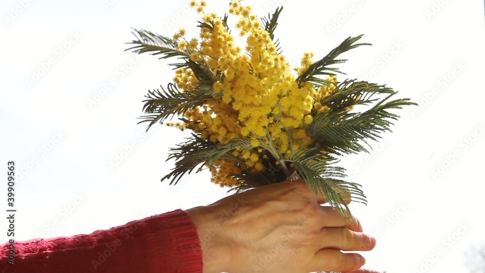 mimosa