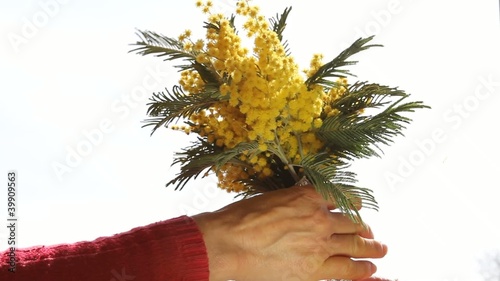 mimosa photo
