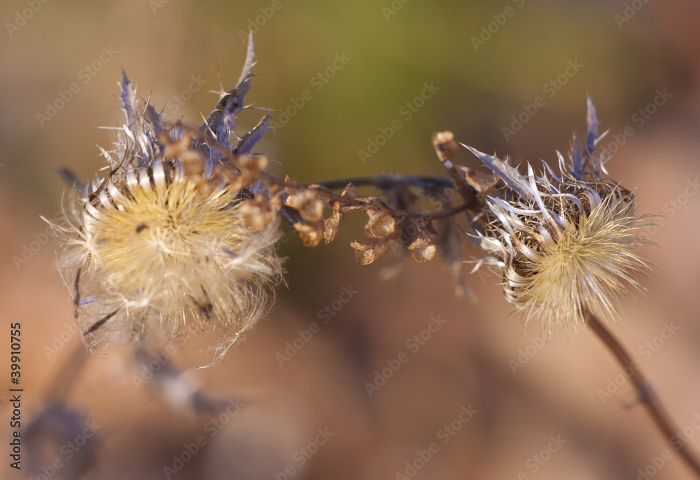 Obraz premium Silberdistel