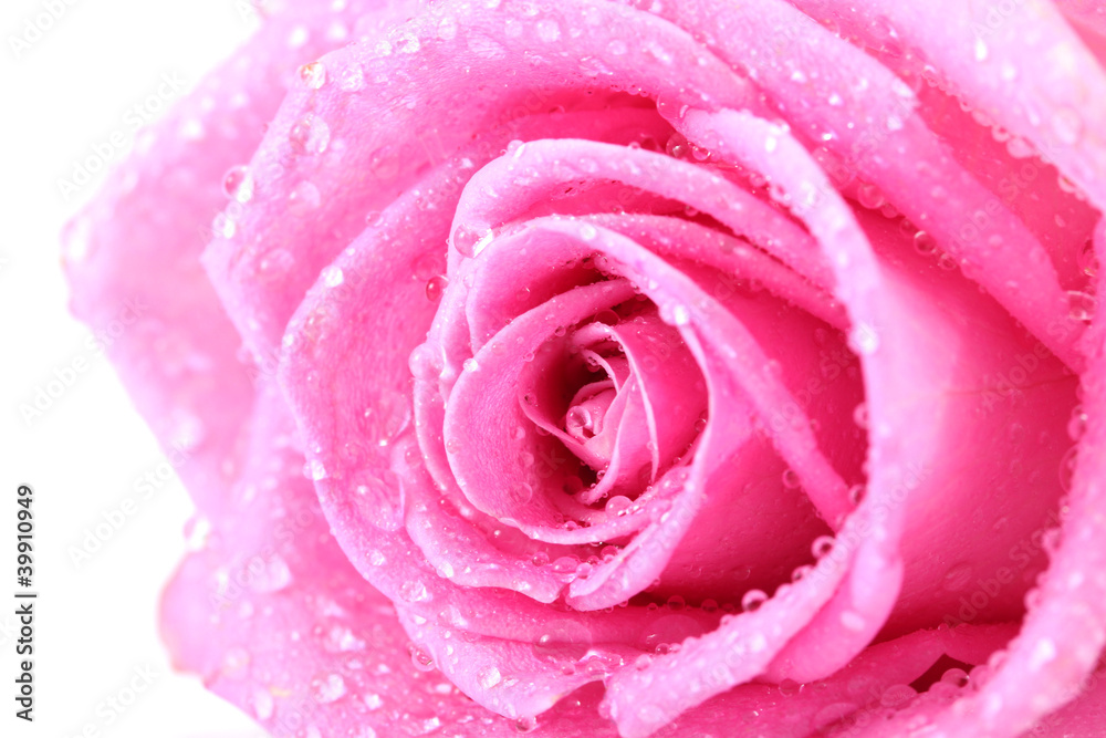 beautiful pink rose with drops close up, isolated on white beautiful pink rose with drops close up, isolated on white