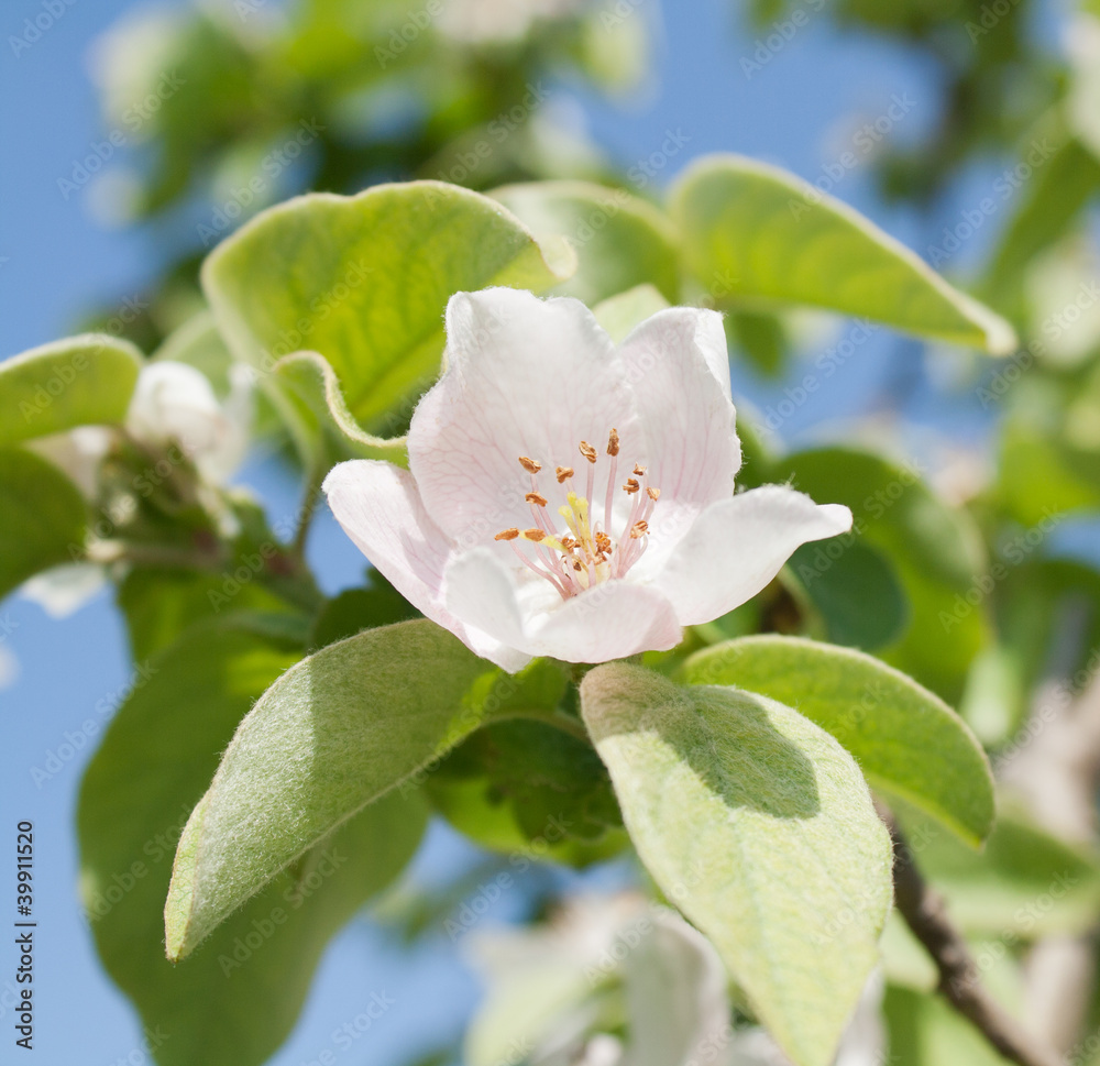 Obraz premium Flower of a tree of a quince