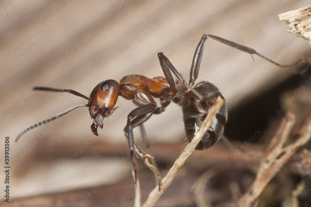 custom made wallpaper toronto digitalAngry Wood ant (Formica rufa)  in defensive position