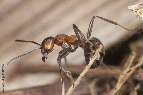 Angry Wood ant (Formica rufa)  in defensive position