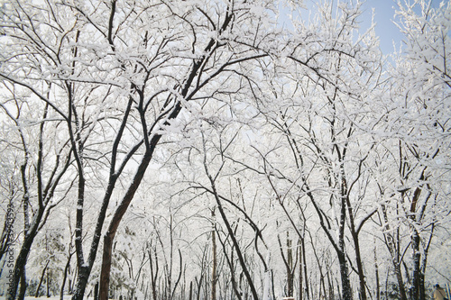 snow and trees