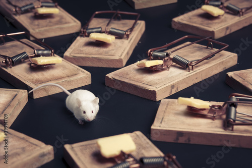 multiple mouse traps with cheese on a dark background photo