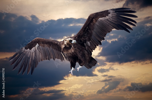 Flying black vulture