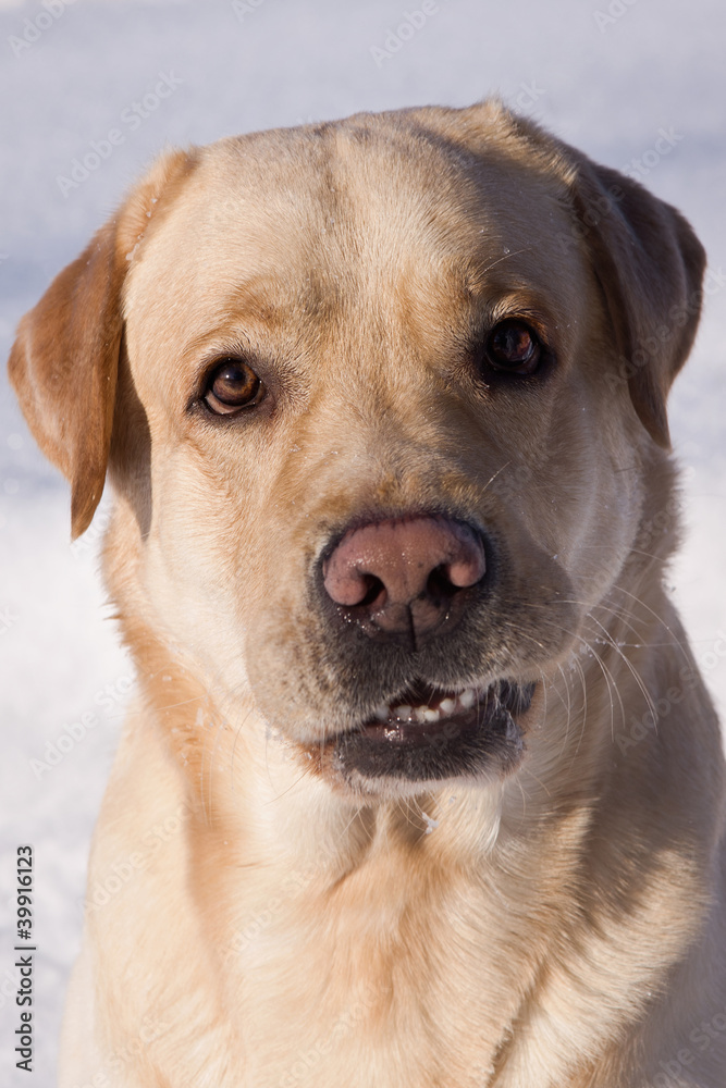 Labrador