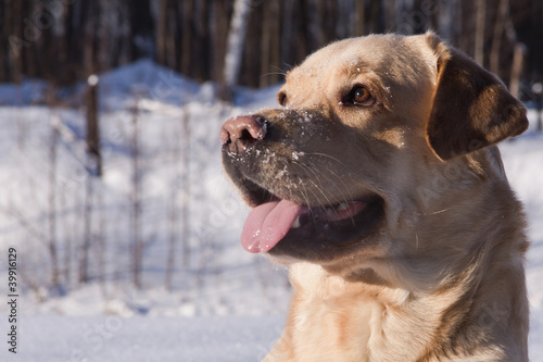 Labrador hunting in a winter snow