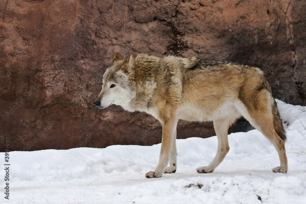 Fototapeta premium Wolf in winter