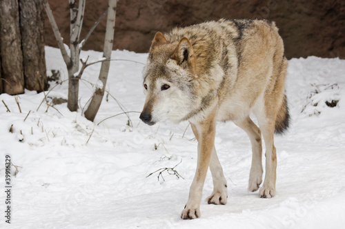 Wolf in winter © Demian