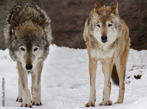 Two wolfs on the snow landscape