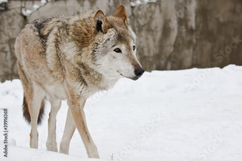 Dark grey wolf in winter © Demian