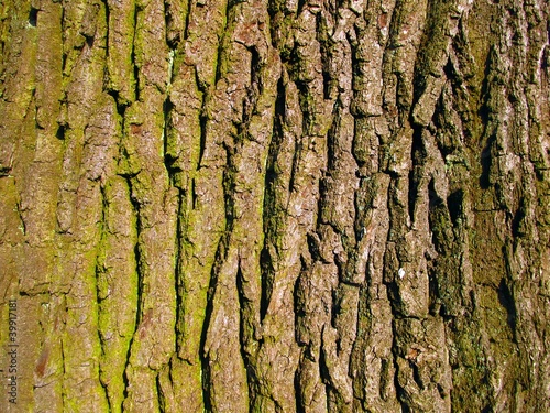 old oak bark as background