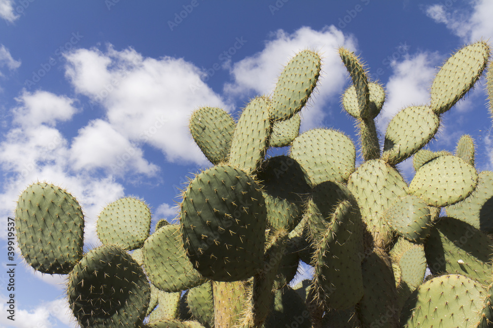 Cactus en contre-plongée sur ciel bleu et nuageux Cactus en contre-plongée sur ciel bleu et nuageux
