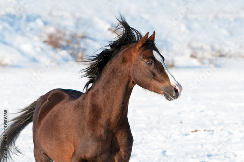 Brown Welsh brown pony and wind in winter