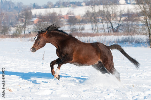 Welsh brown pony stallion gallop in winter © Viktoria Makarova