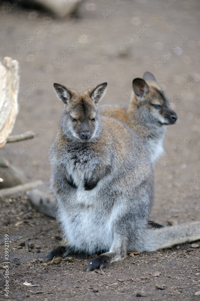 Wallabies