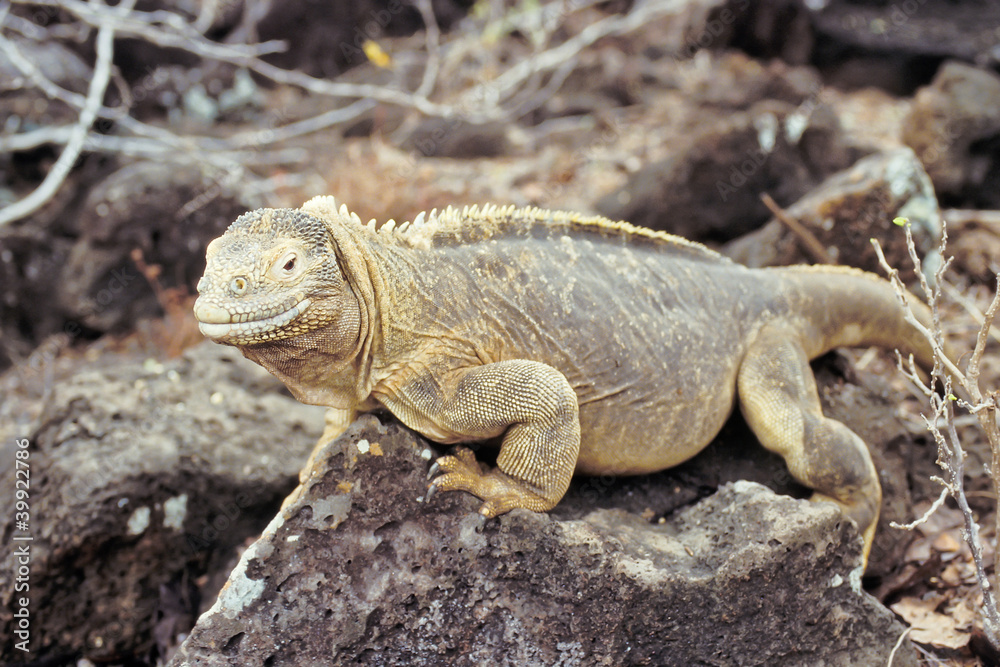 Fototapeta premium Santa Fe land iguana, Galapagos Islands, Ecuador
