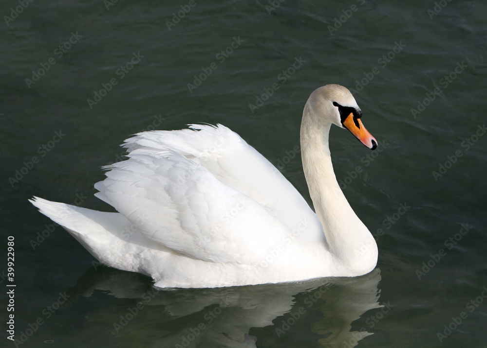 White swan in the water.