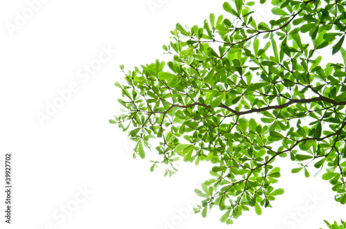 Green leaves isolated on the white.