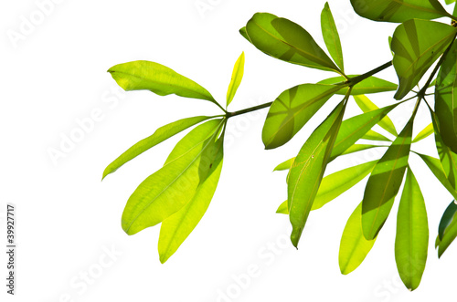 Green leaves isolated on the white.