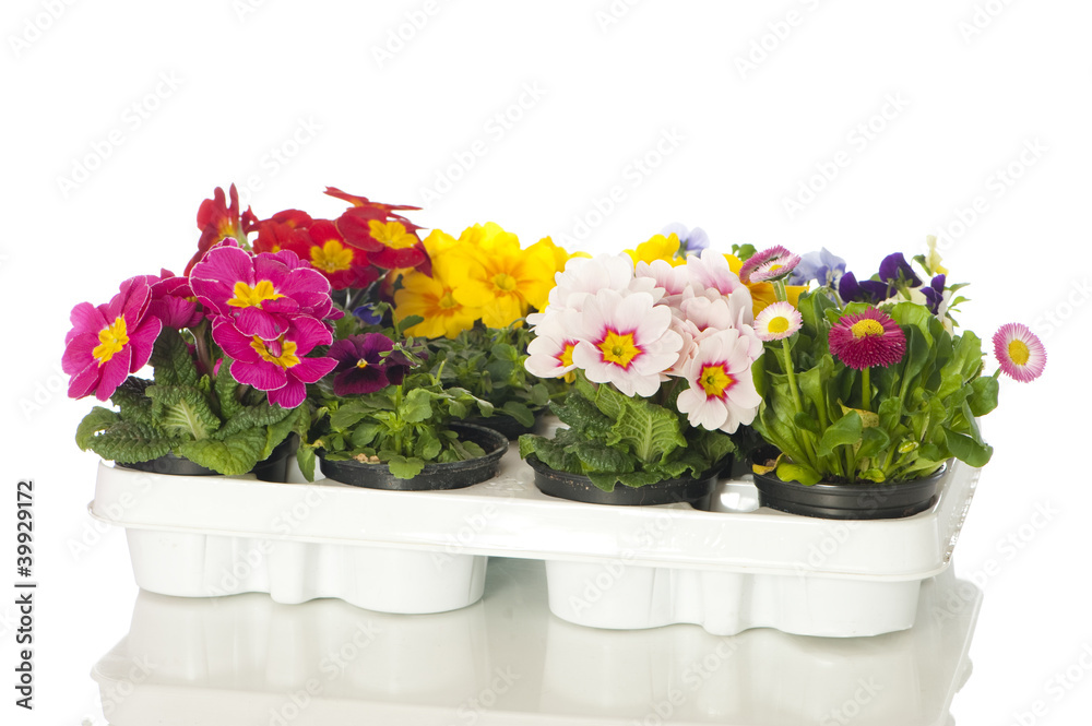 Verschiedene Blumen Verschiedene Blumen