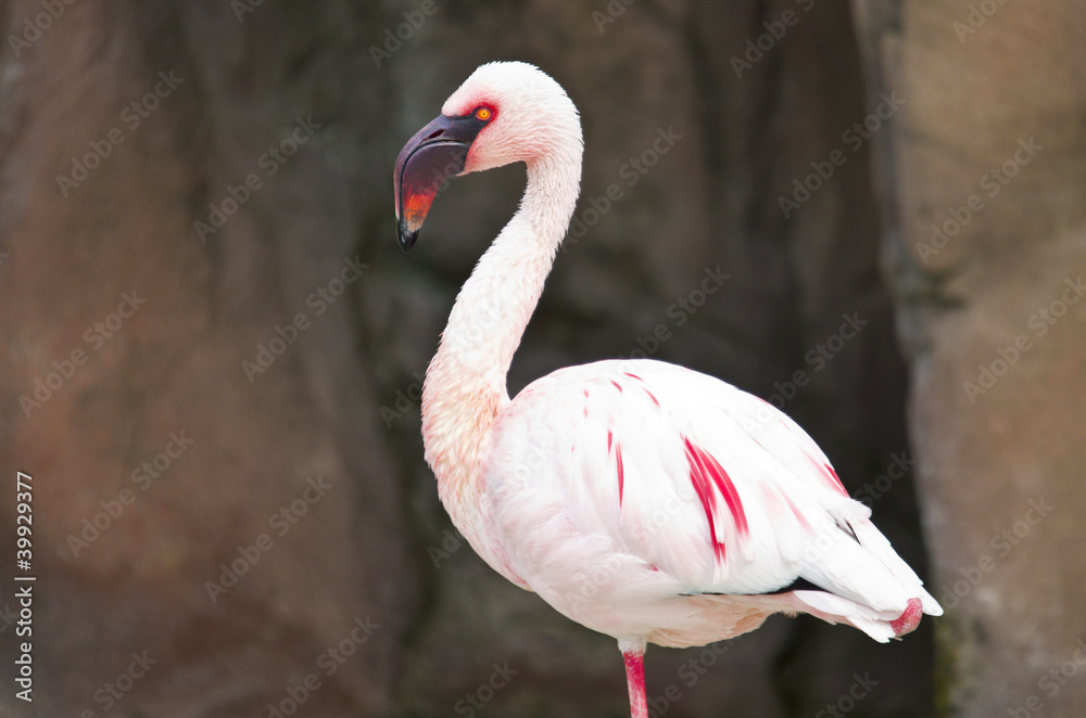 Obraz premium Italian flamingo in the zoo