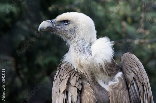 vulture of snow in the zoo park