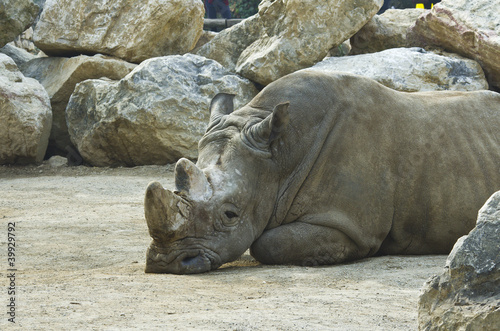 Rhino in the zoo park