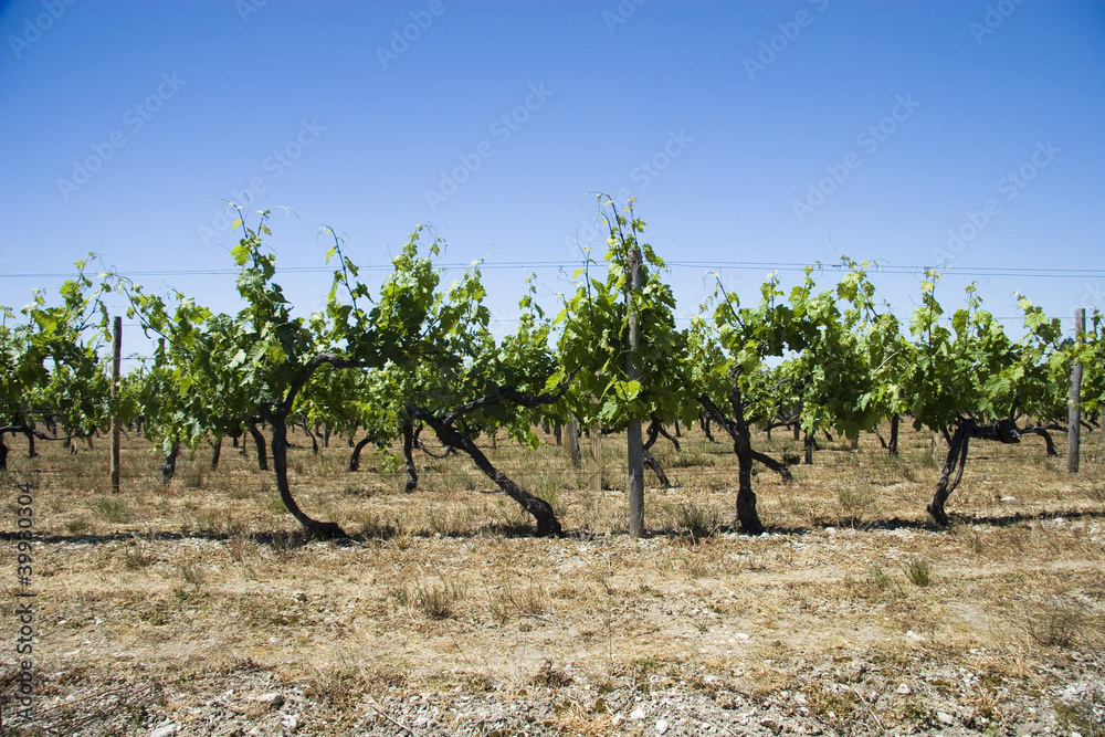 Vineyards at summer
