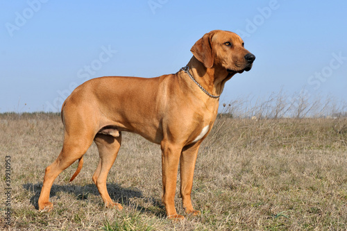 Tableau sur toile rhodesian ridgeback